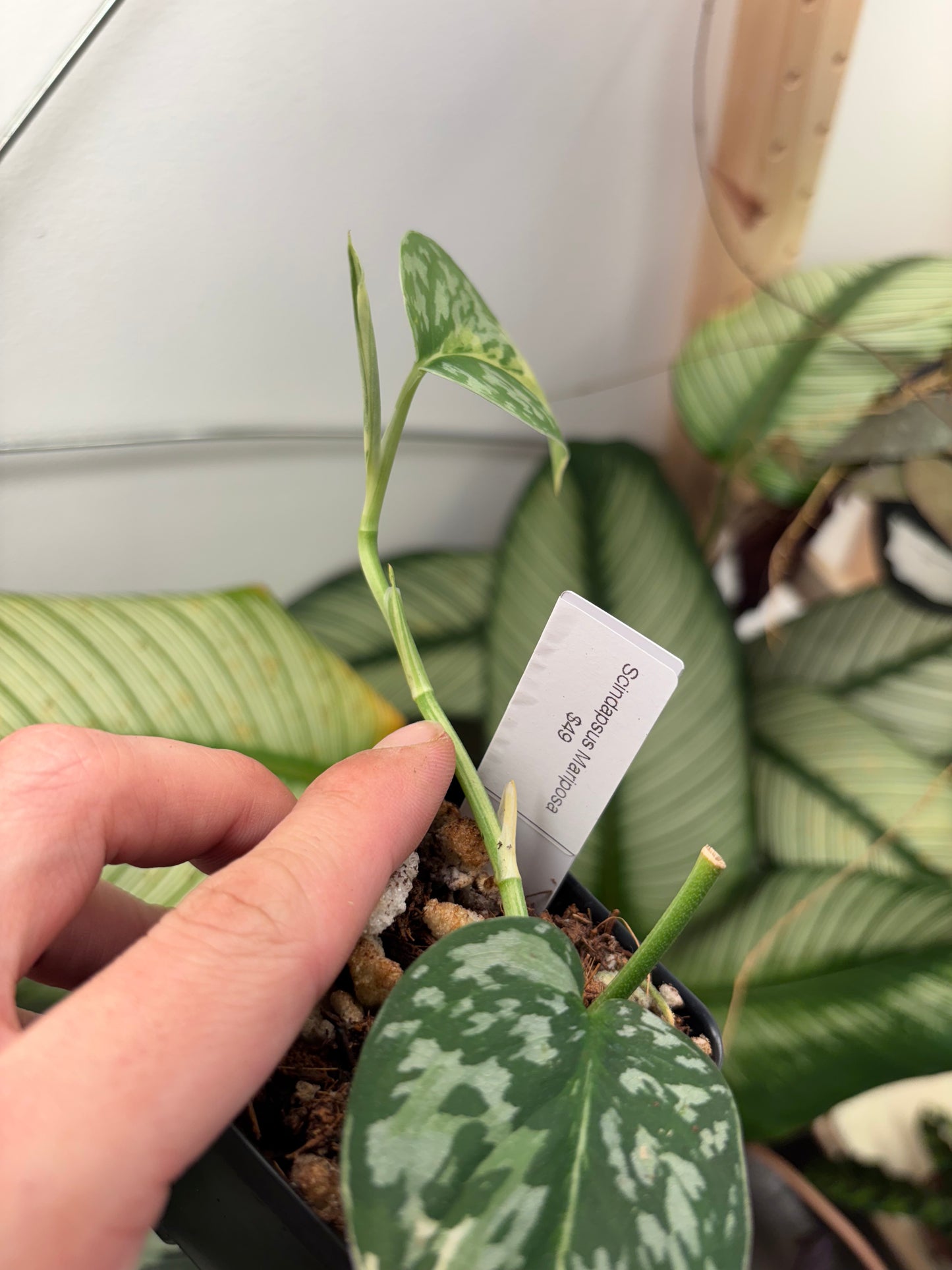 Scindapsus Mariposa Variegated 3” pot growers choice