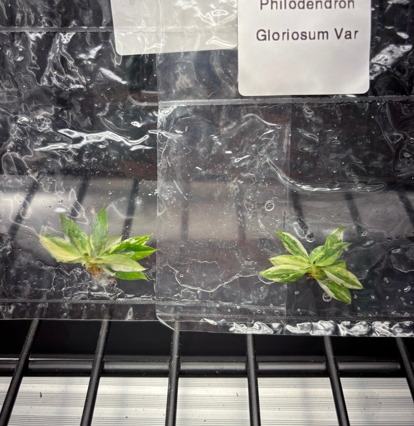 Philodendron gloriosum tri color variegated - ships in 3-4 weeks growers choice rare tissue culture