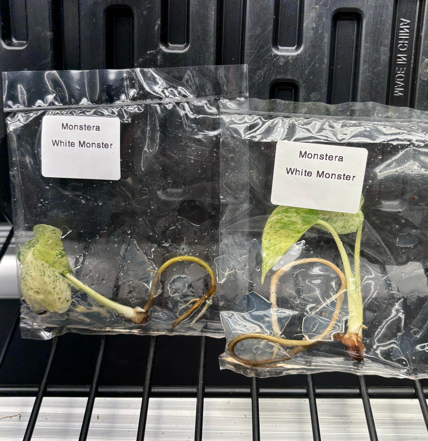 Monstera white monster mint large form - ships in 3-4 weeks growers choice rare tissue culture
