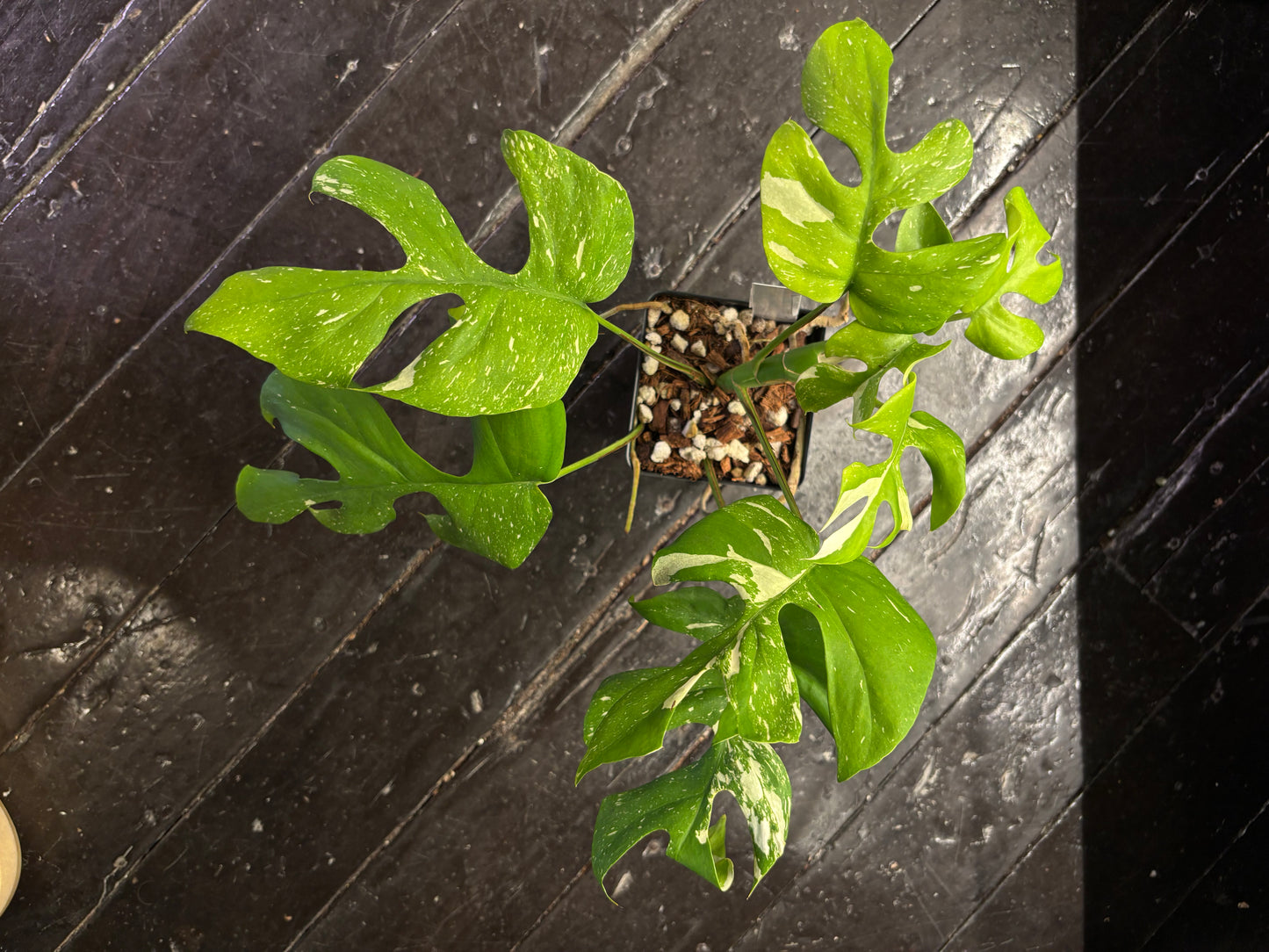 Rhaphidophora Tetrasperma Thai Constellation 4” pot EXACT PLANT