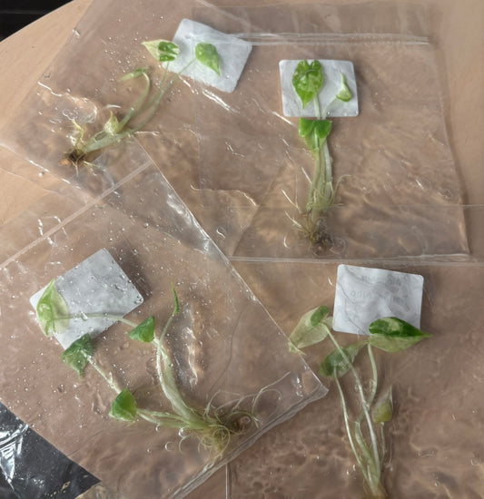 Alocasia sarian albo variegated yellow- ships in 3-4 weeks growers choice rare tissue culture