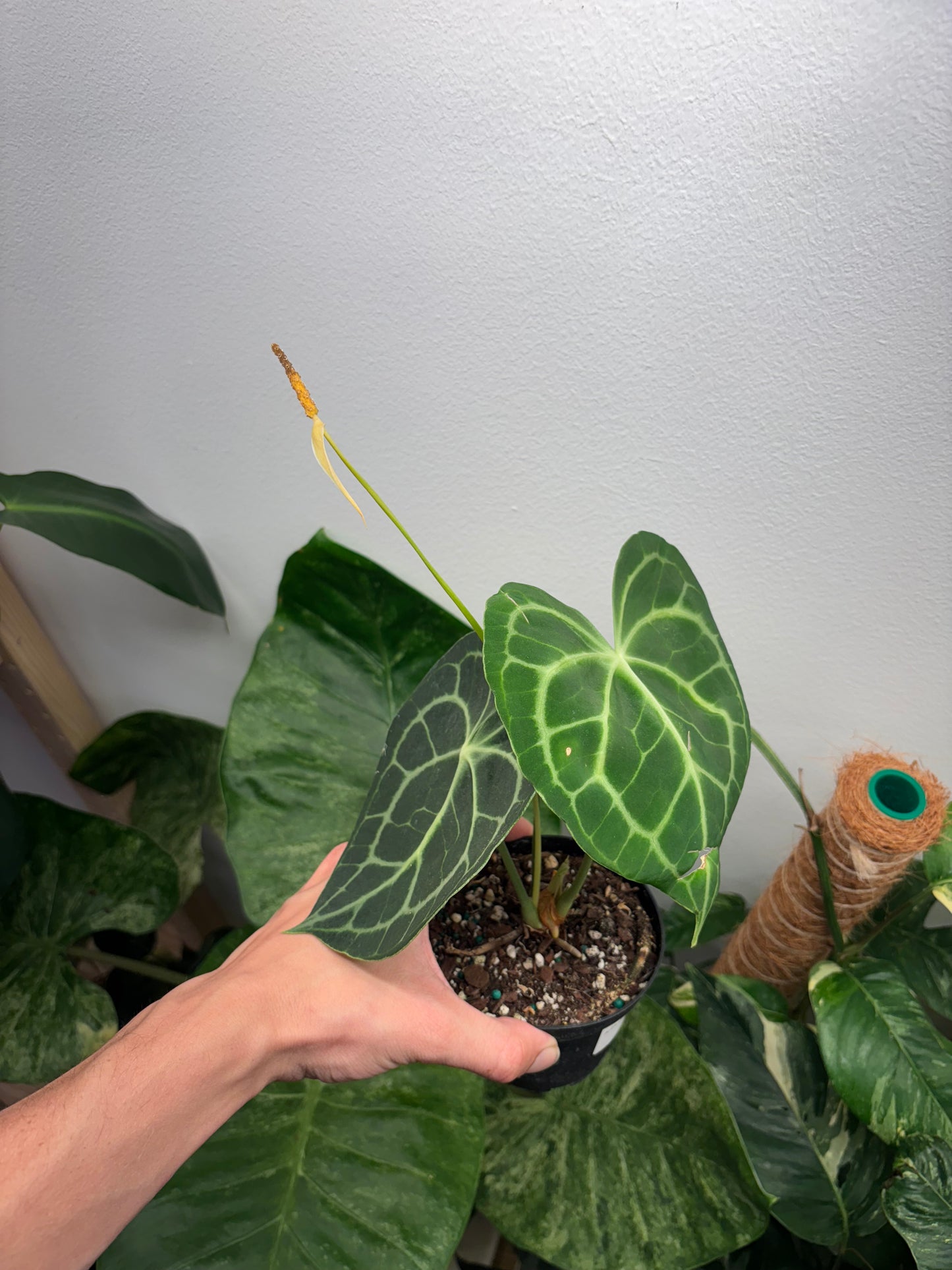 Anthurium Clarinervium 4” pot growers choice
