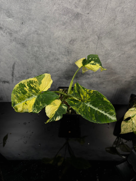 Syngonium scrambled eggs variegated 4” pot growers choice