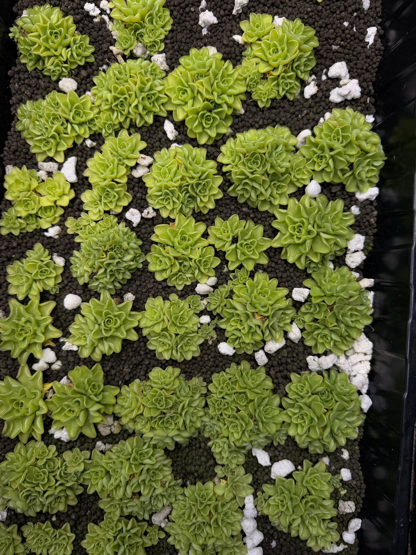 Pinguicula Kondoi cluster - 3-5 plants