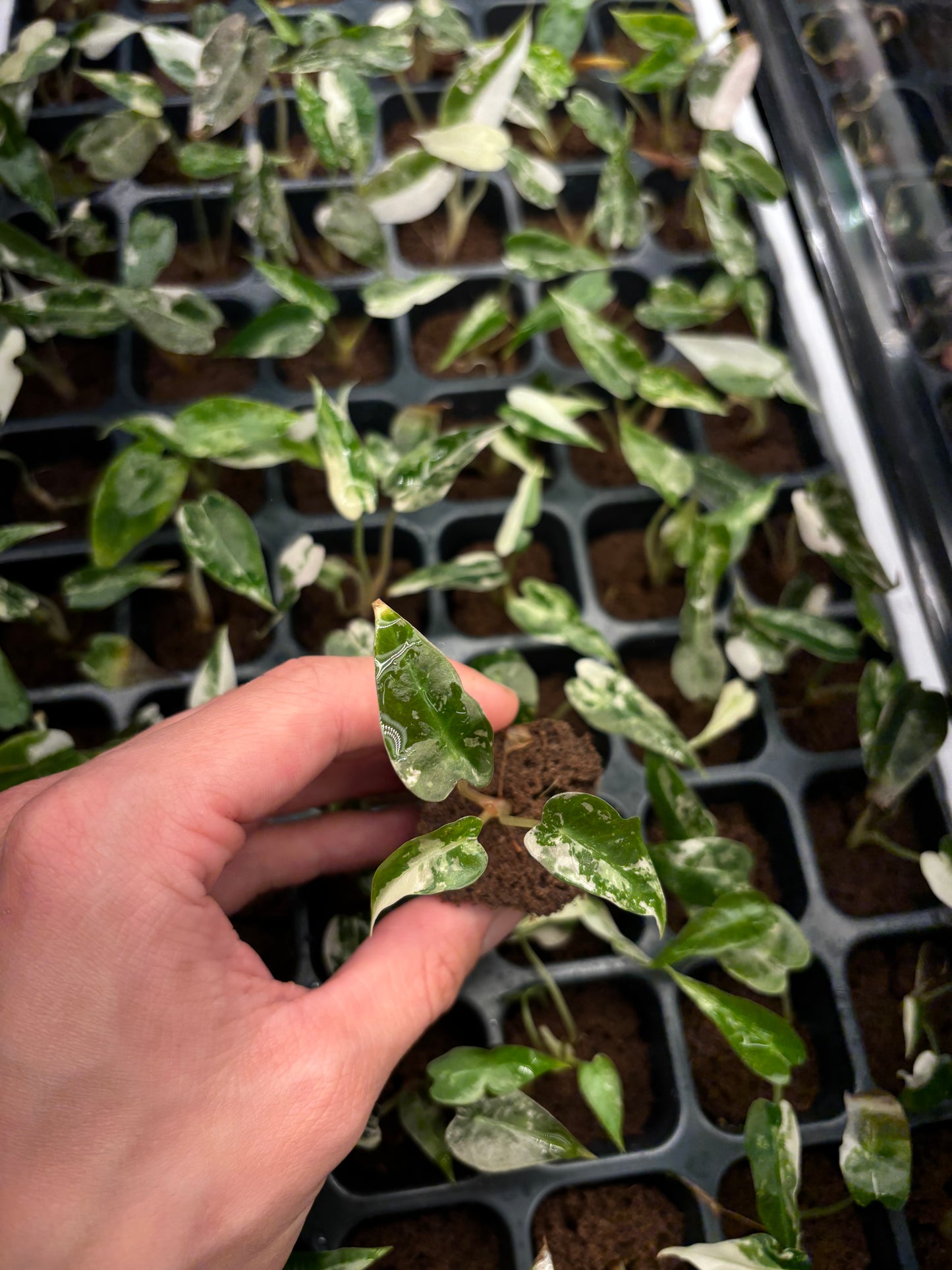 Alocasia bambino pink variegated starter plug growers choice