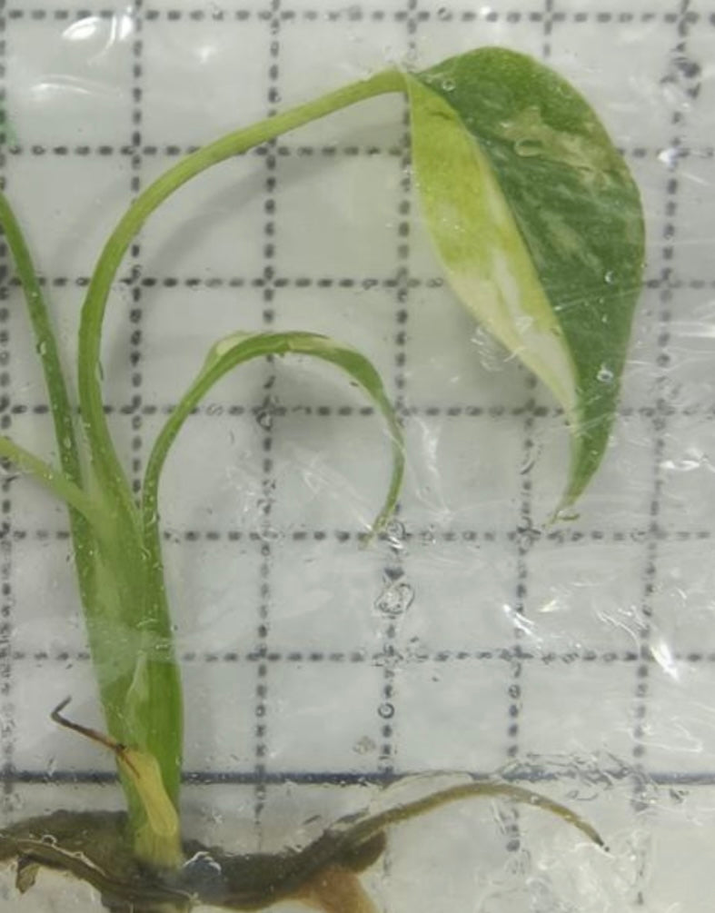 Monstera tri color miracle tc