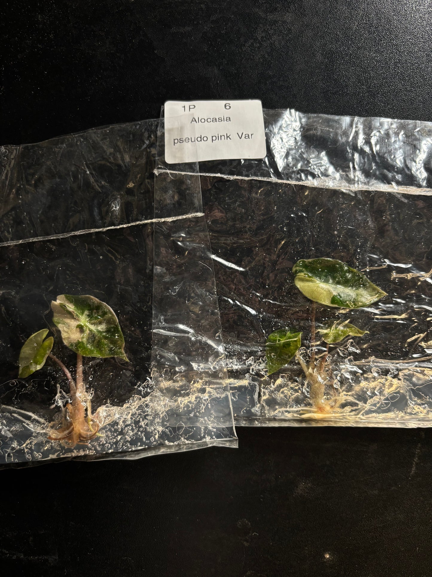 Alocasia pseudo sanderiana pink - ships in 3-4 weeks growers choice rare tissue culture