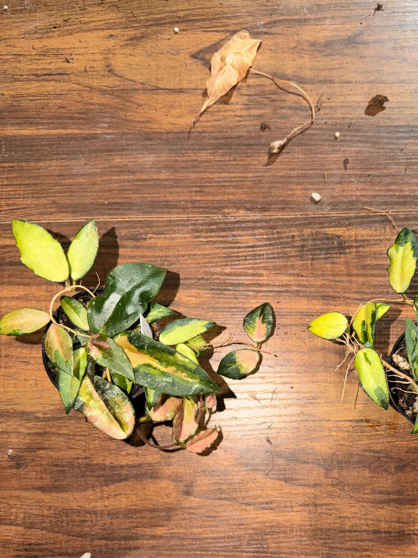 Variegated Hoya Caudata left side