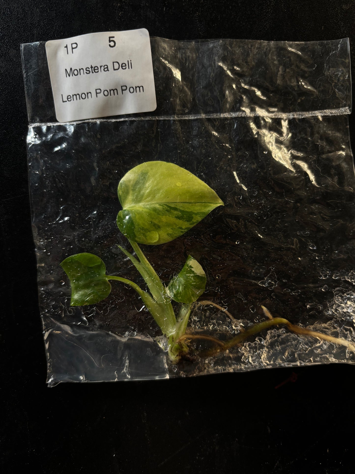 Monstera Pom Pom variegated - ships in 3-4 weeks growers choice rare tissue culture