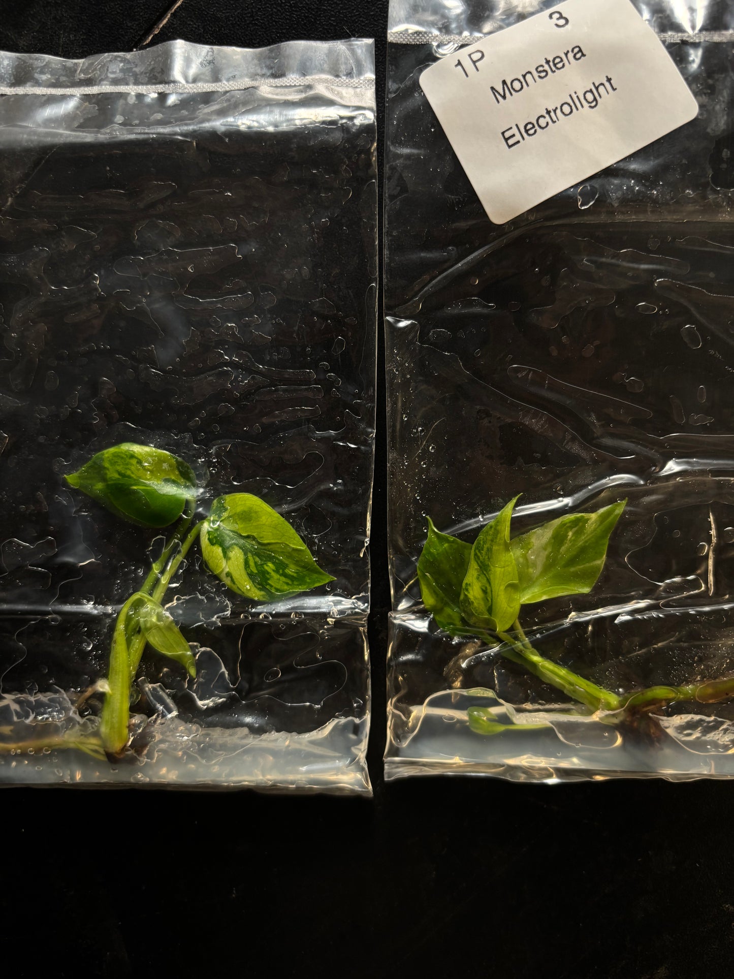 Monstera electrolyte - ships in 3-4 weeks growers choice rare tissue culture