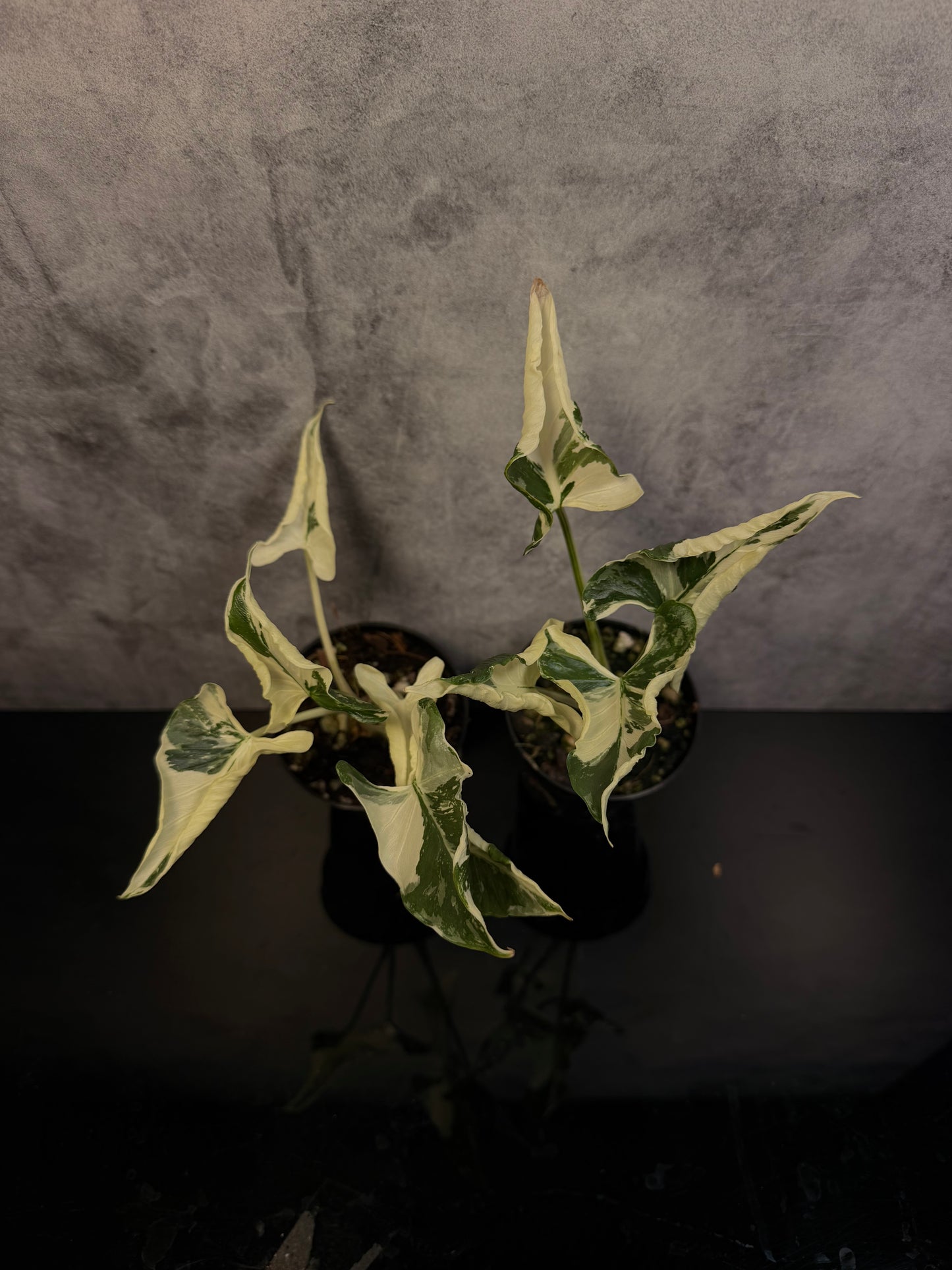 Alocasia Triangularis Albo 3" pot growers choice