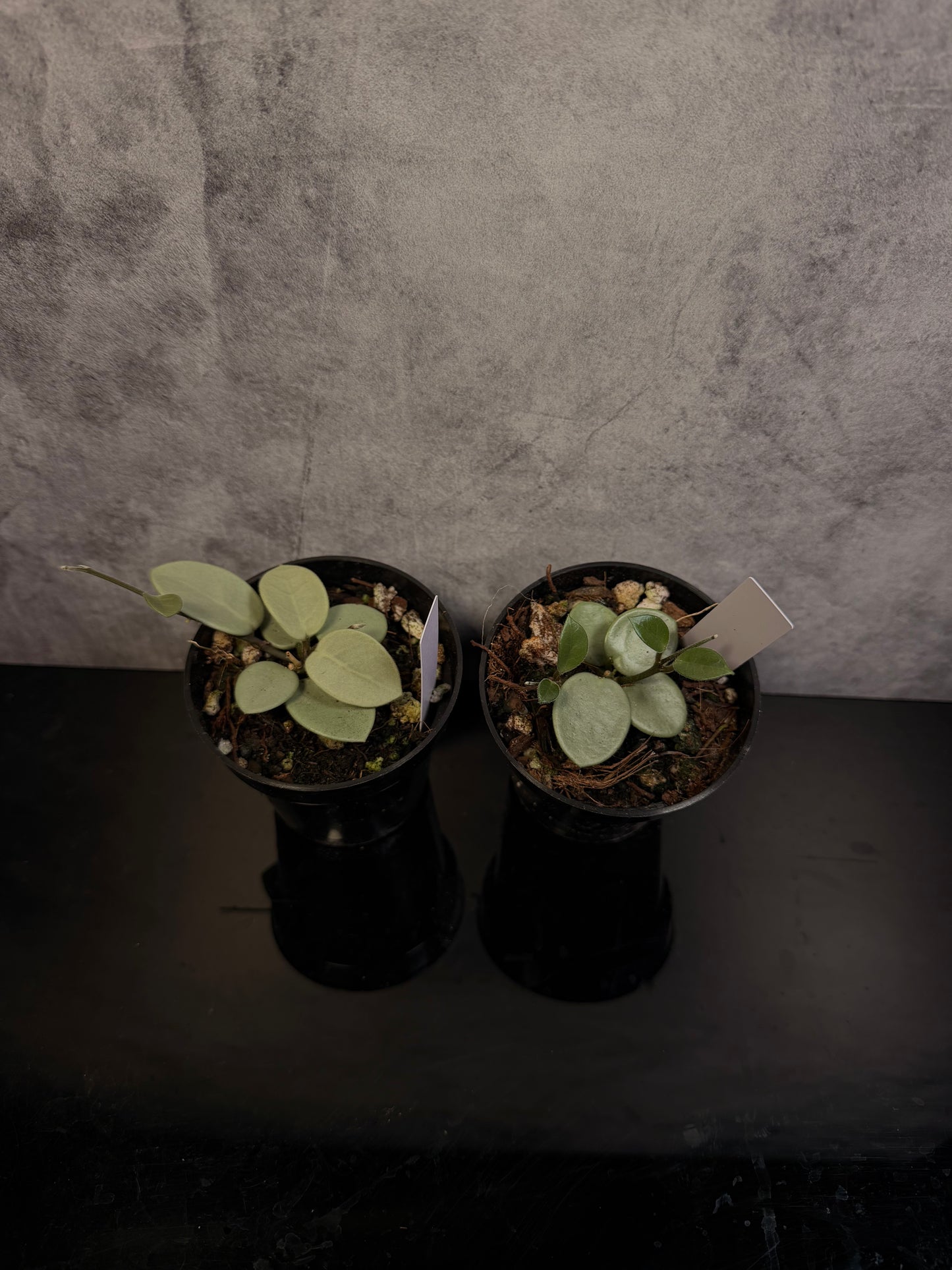 Hoya Grey Fairy 3" pot growers choice