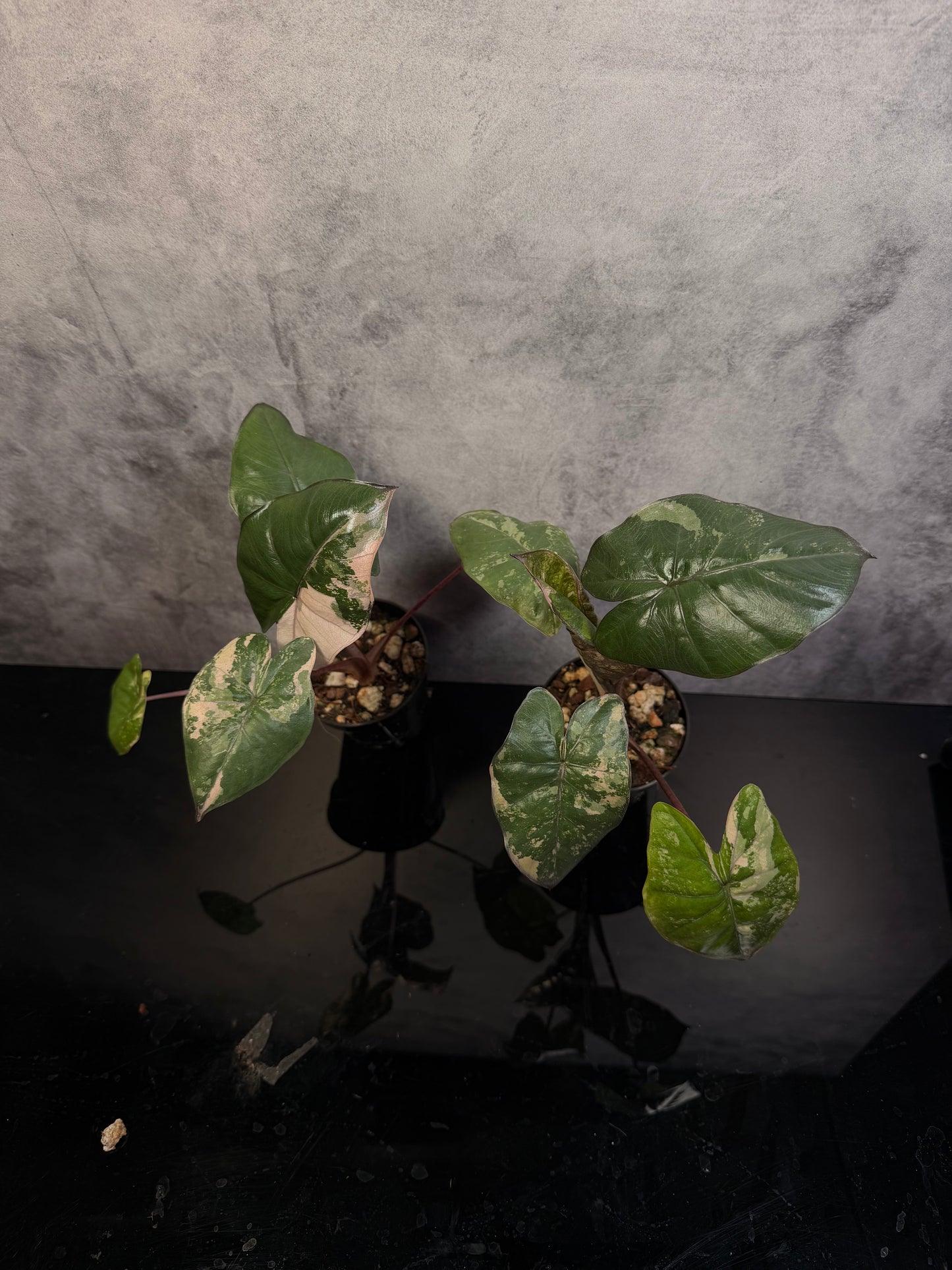 Alocasia Yucatan Princess Variegated 3" pot growers choice