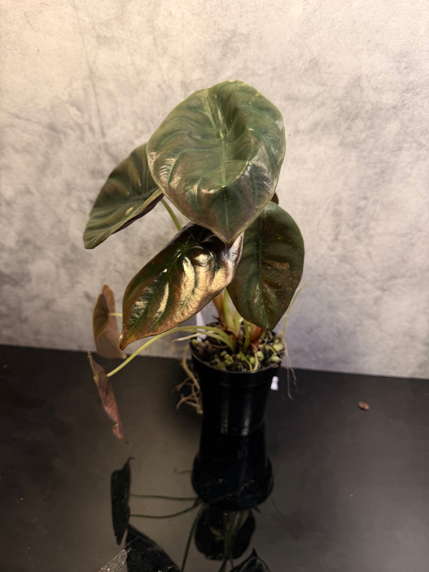 Alocasia Cuprea Aurea Latte Exact plant 3" pot