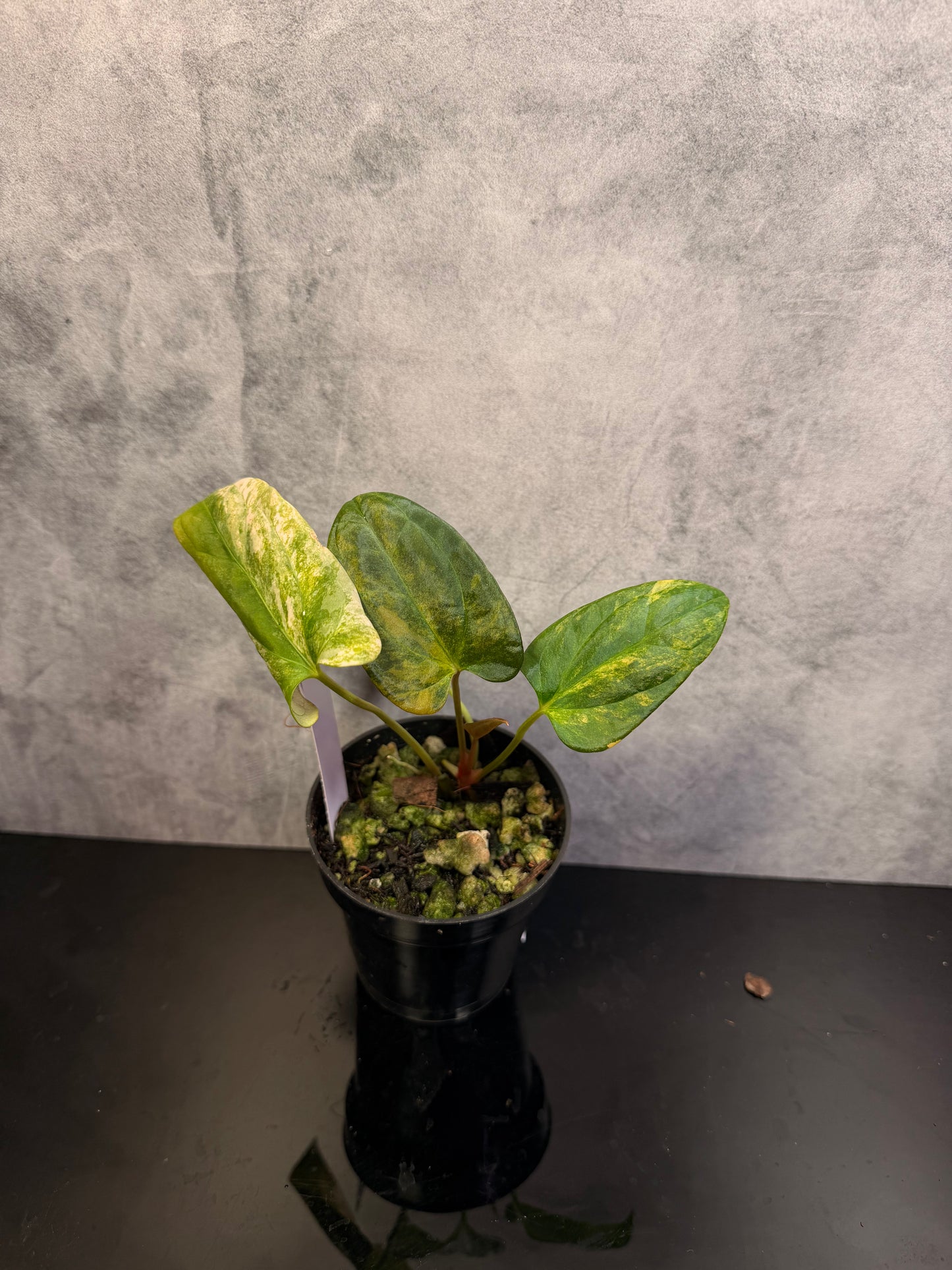 Anthurium Papi x Portillae Variegated exact plant 3" pot
