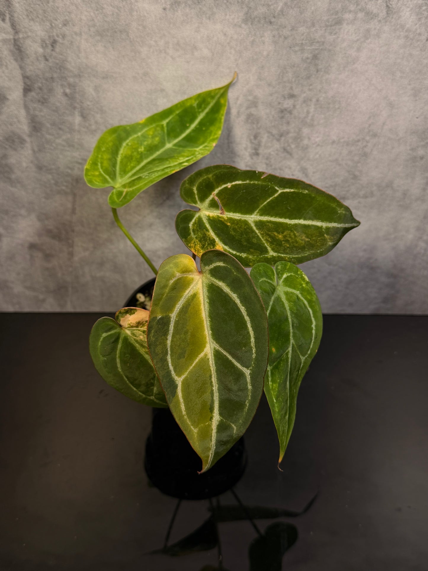 Anthurium Crystal x Red Crystal variegated 3" pot exact plant