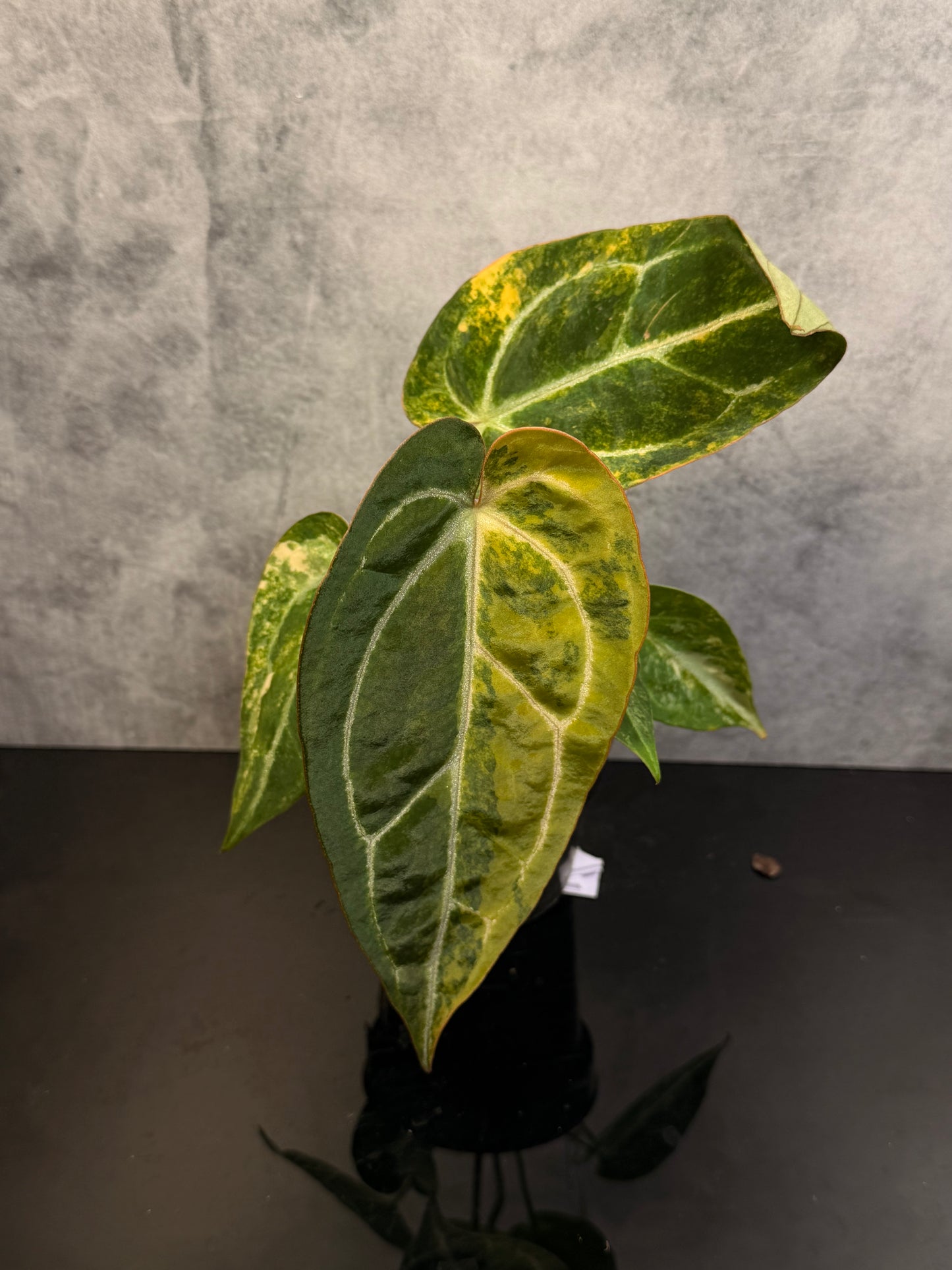Anthurium Crystal x Red Crystal variegated 3" pot exact plant