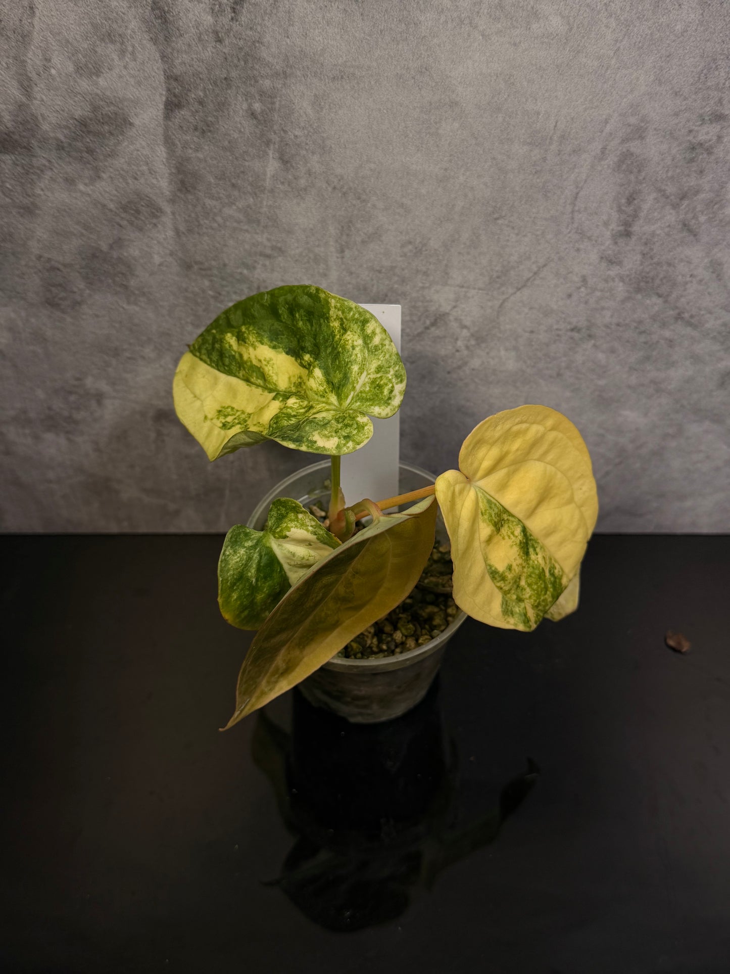 Anthurium Luxurians X Magnificum 3" pot exact plant