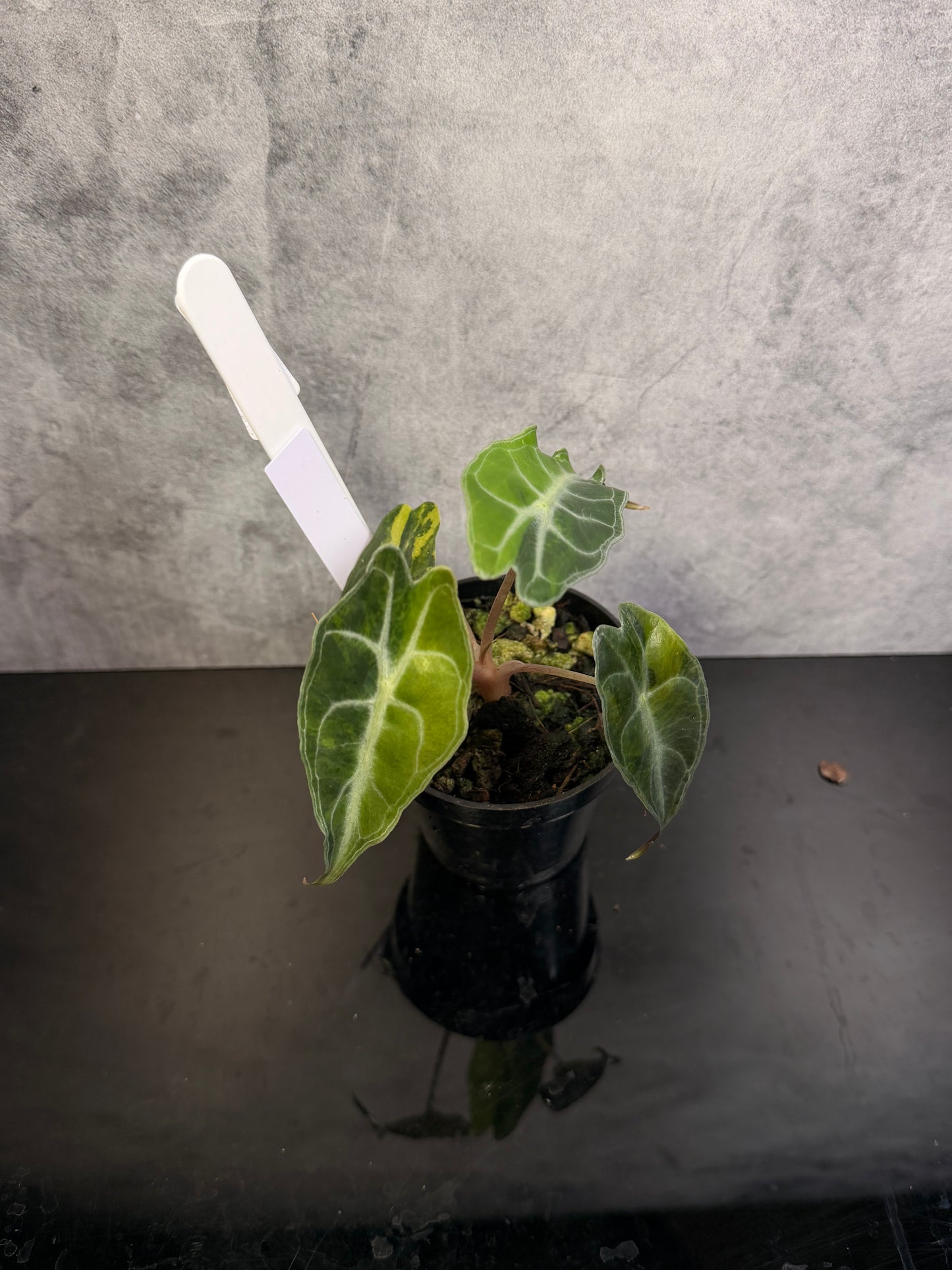 Alocasia Venom Aurea 3" pot exact plant