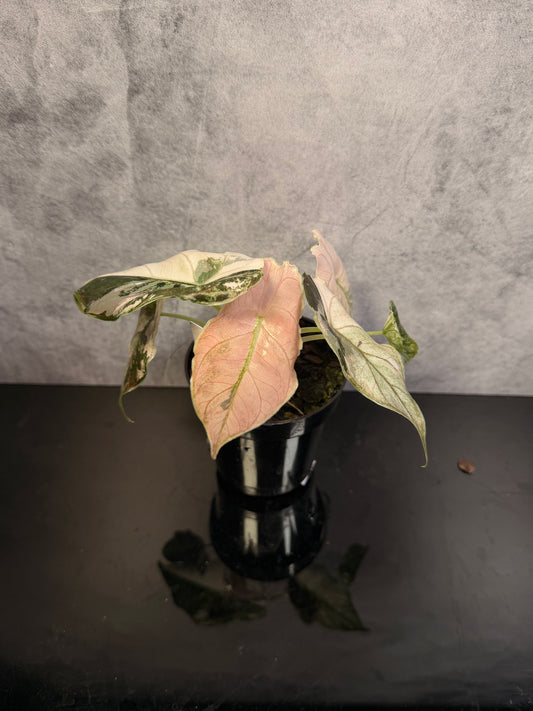 Alocasia Azlanii Pink Variegated exact plant 3" pot