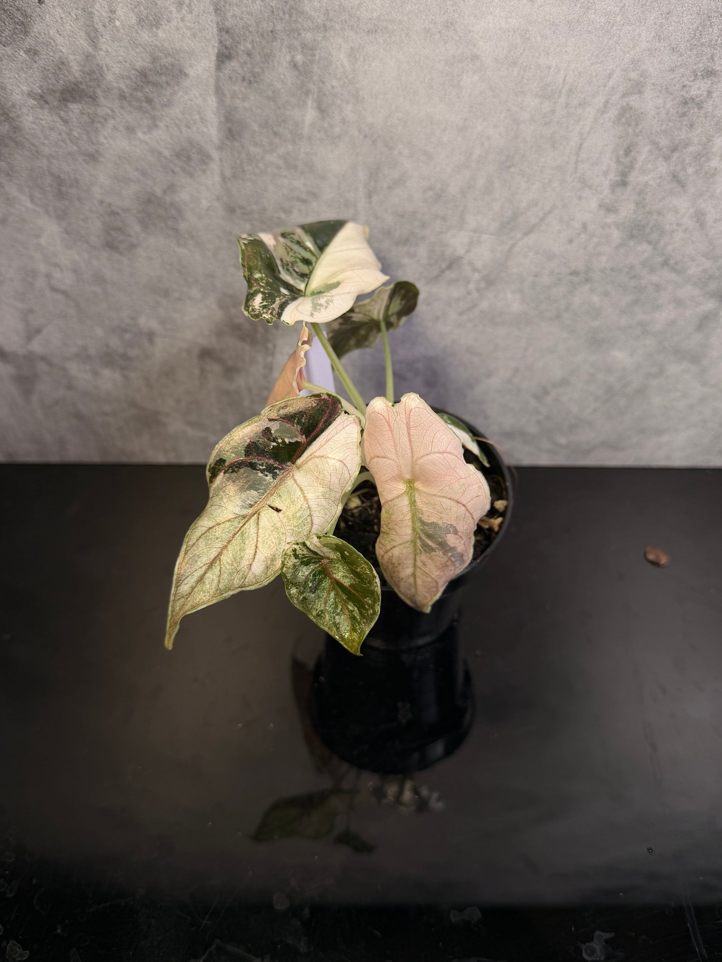 Alocasia Azlanii Pink Variegated exact plant 3" pot