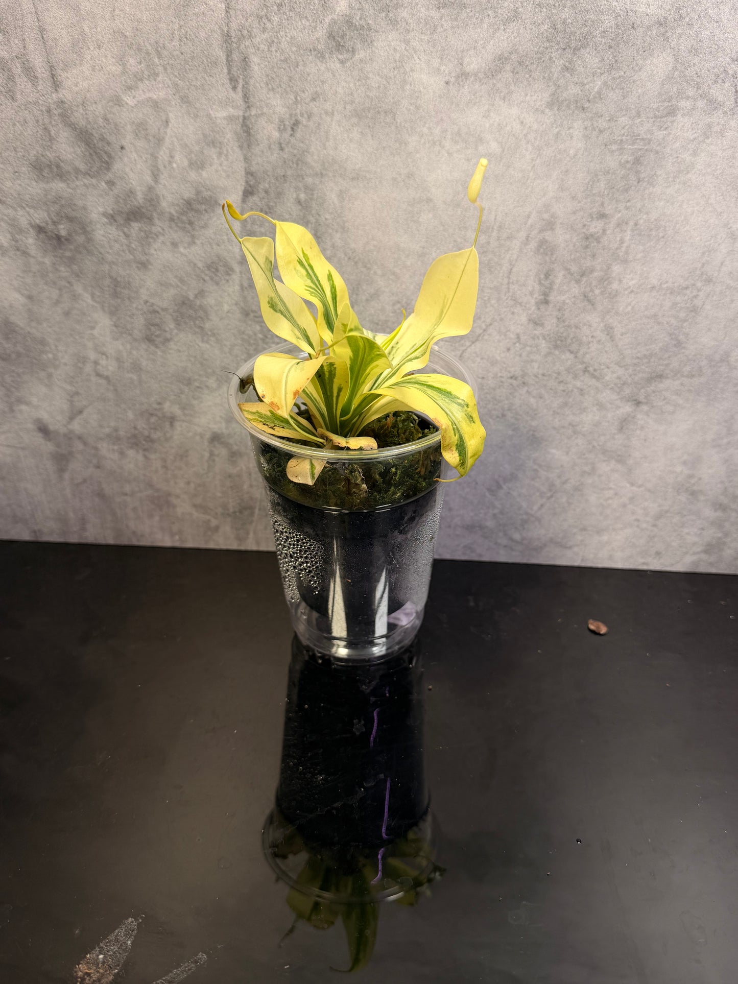 Nepenthes variegated 3" pot exact plant