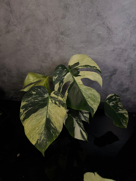 Monstera Jungle Mint NoID 4" pot exact plant