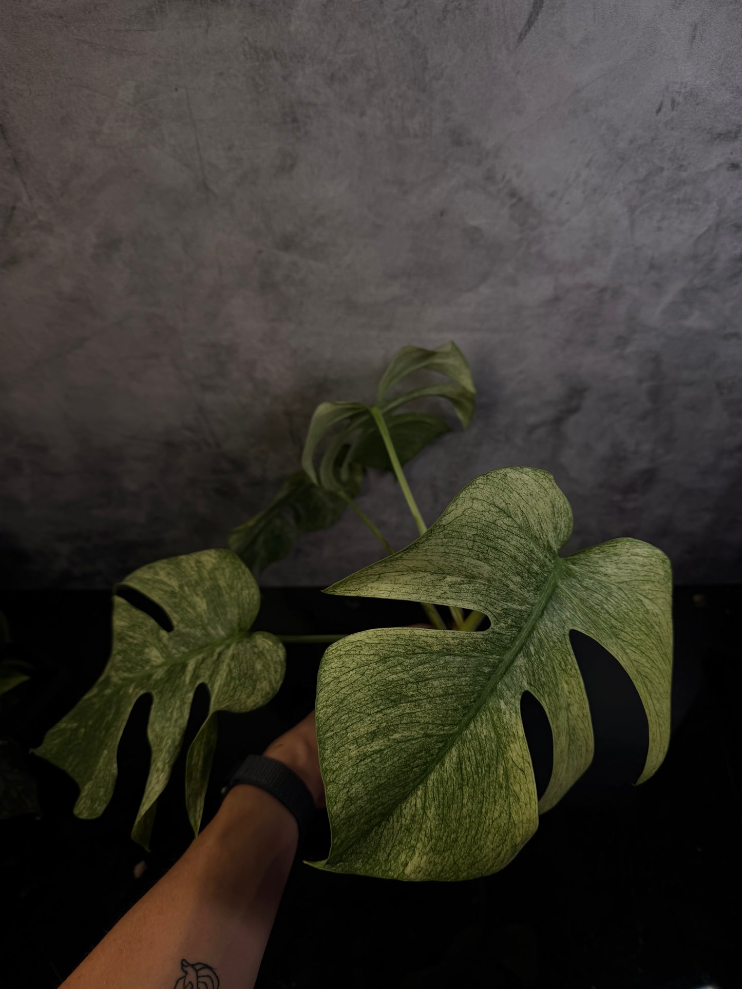 Monstera Jungle Mint NoID 3" pot exact plant