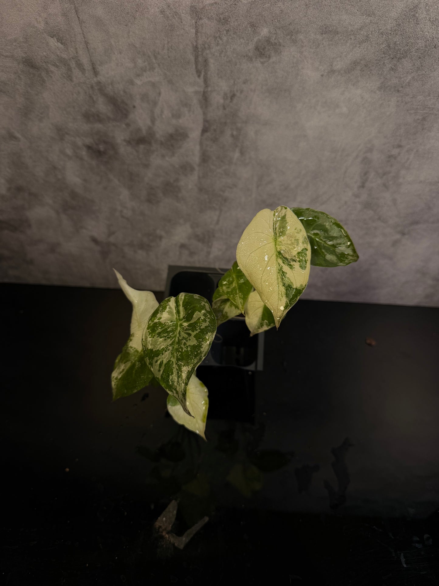 Alocasia Wenti Pink starter plug *growers choice
