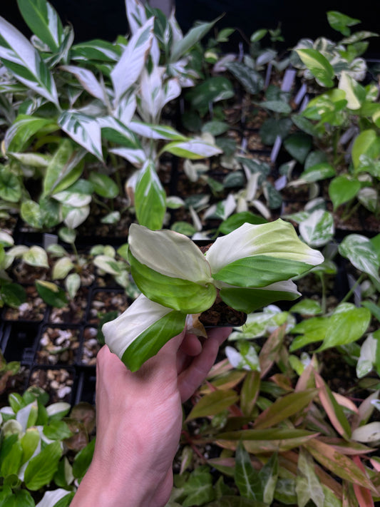 Kaempferia Elegans variegated 3” pot growers choice