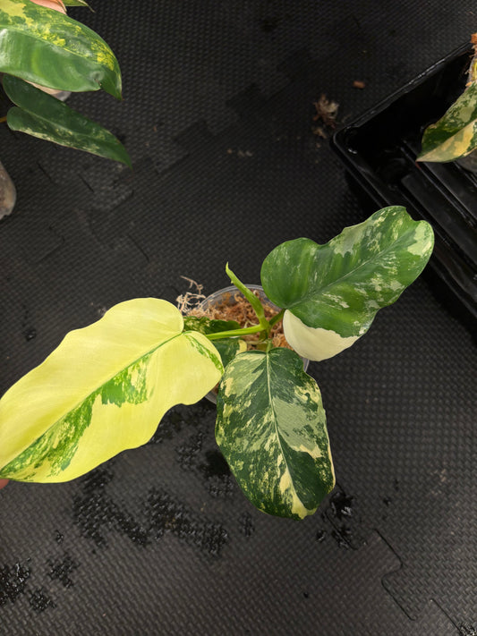 Philodendron Florida beauty x distanbolium variegated hybrid 3” pot exact plant rare