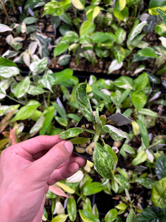 Philodendron Jose Buono Variegated 3” pot growers choice