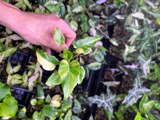 Philodendron Xanadu Aurea Variegated 3” pot growers choice