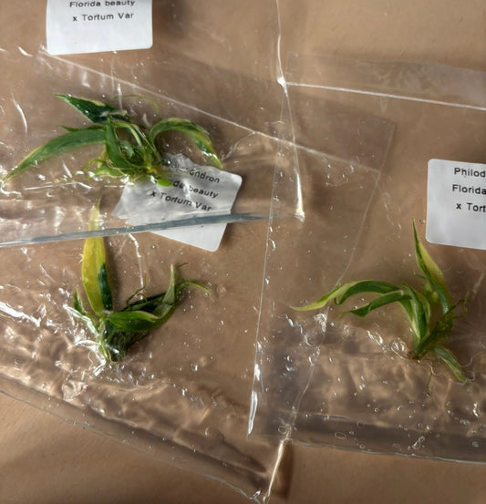 Philodendron Florida beauty x tortum variegated - ships in 3-4 weeks growers choice rare tissue culture