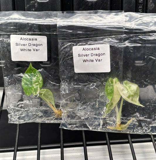 Alocasia silver dragon albo variegated - ships in 3-4 weeks growers choice rare tissue culture