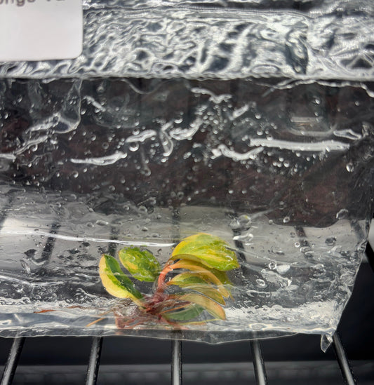 Philodendron red Congo variegated - ships in 3-4 weeks growers choice rare tissue culture