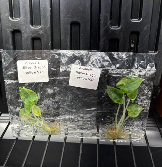 Alocasia Silver Dragon Aurea variegated - ships in 3-4 weeks growers choice tissue culture rare