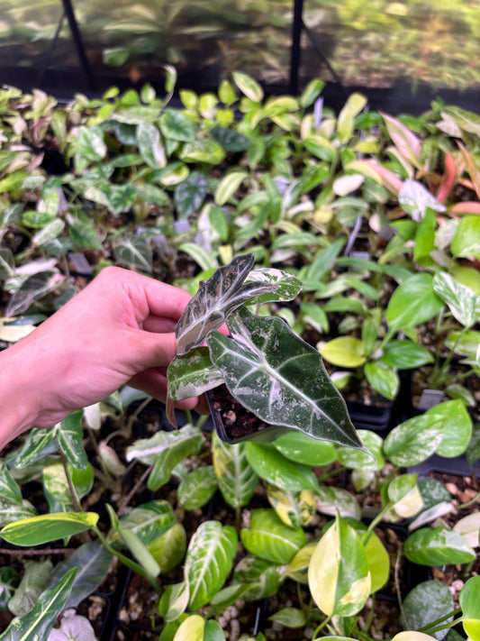Alocasia Amazonica Polly Pink Variegated 3” pot growers choice