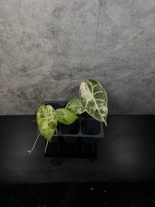 Alocasia Watsonia doff pink variegated *starter plug growers choice