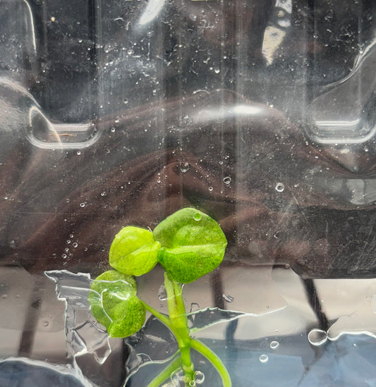 Anthurium dark phoenix variegated - ships in 3-4 weeks growers choice rare tissue culture