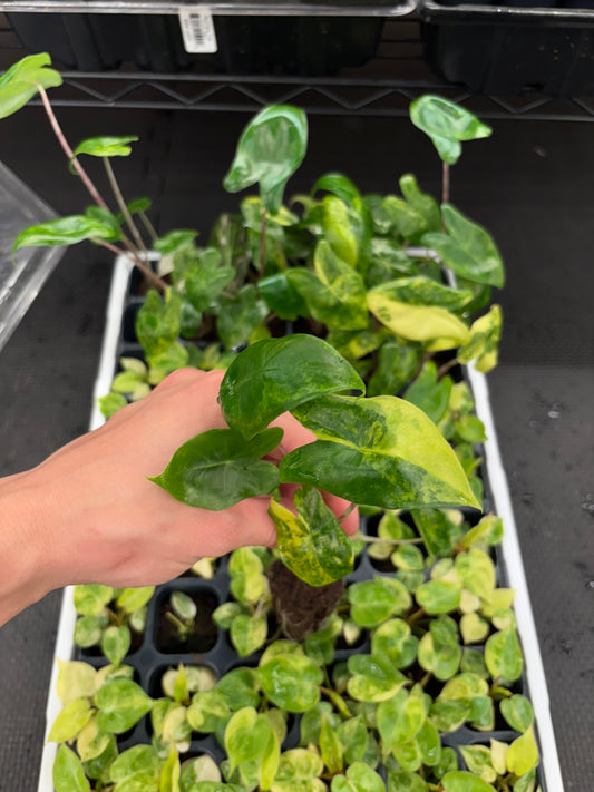 Alocasia Zebrina aurea variegated starter plug growers choice