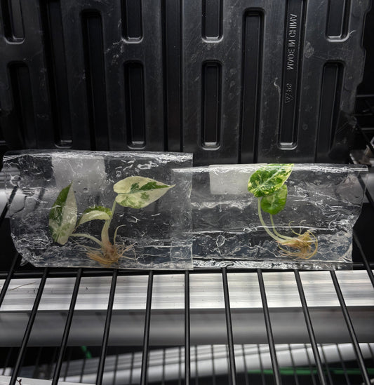 Alocasia black velvet pink variegated - ships in 3-4 weeks