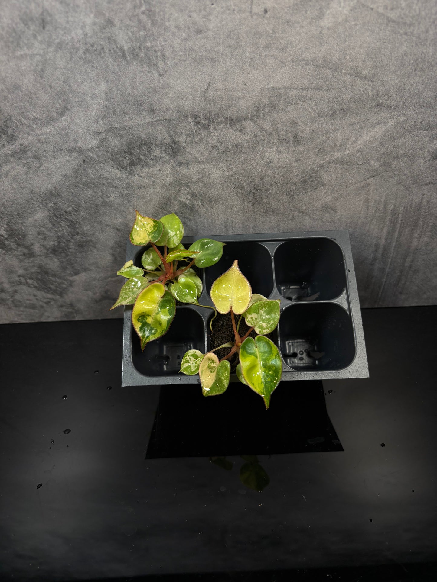 philodendron plugs Philodendron Billietiae variegated starter plug growers choice