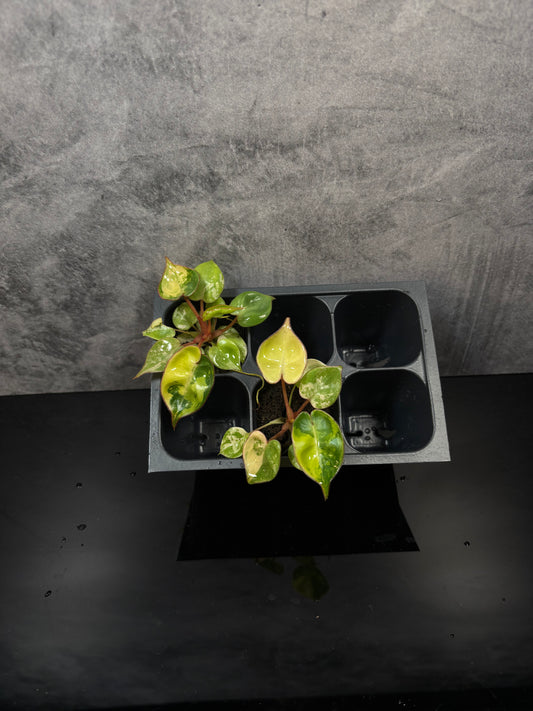 Philodendron Billietiae variegated starter plug growers choice