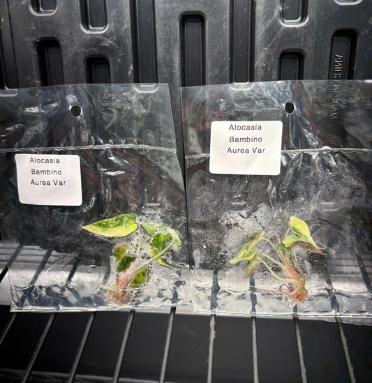 Alocasia bambino aurea variegated - ships in 3-4 weeks growers choice tissue culture rare