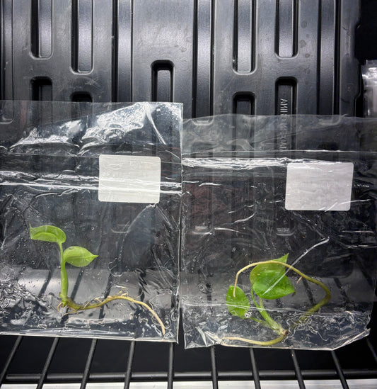 Monstera lemon lime (full yellow) - ships in 3-4 weeks growers choice rare tissue culture