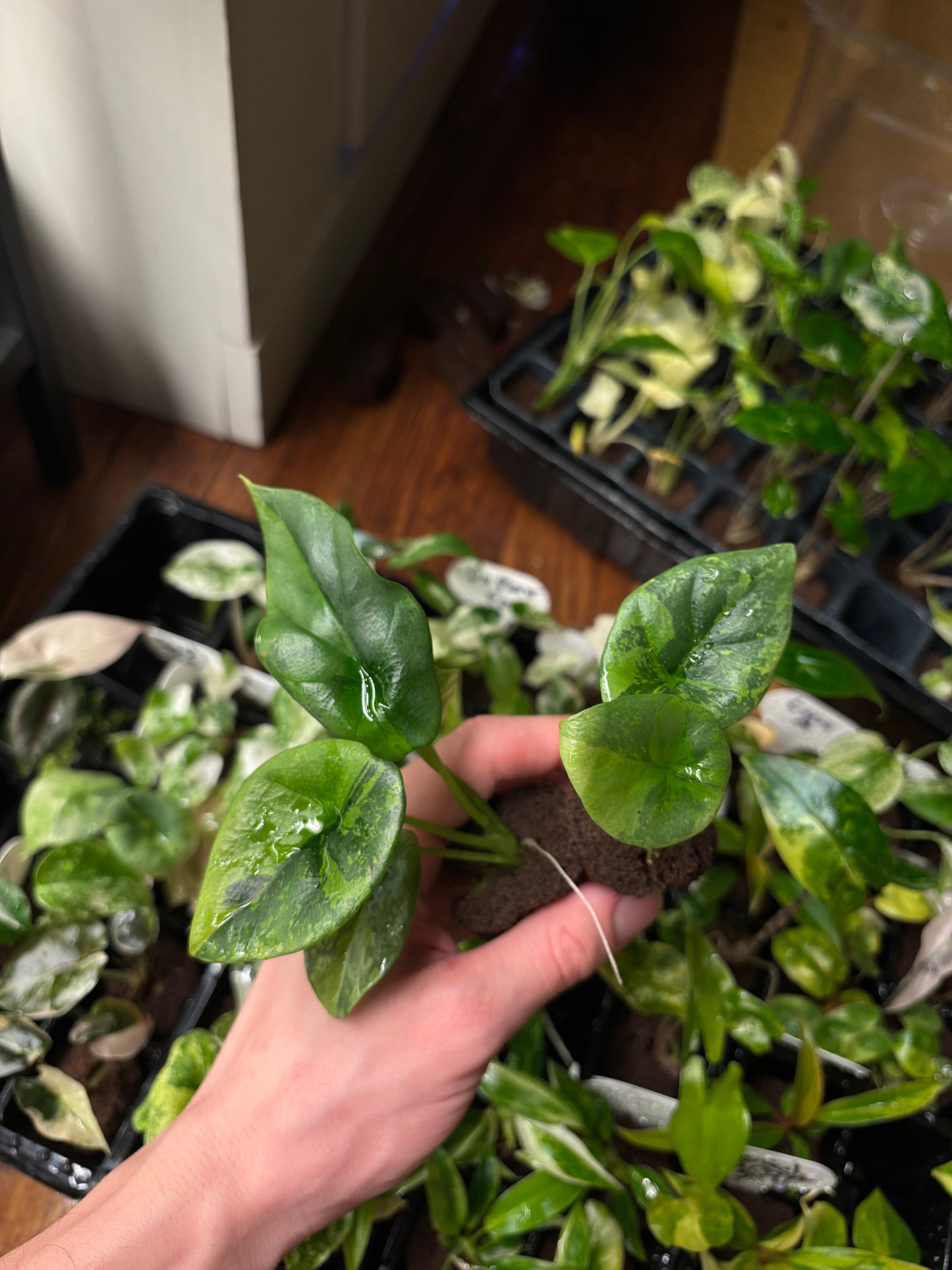 Alocasia sinuata variegated plug (tc)