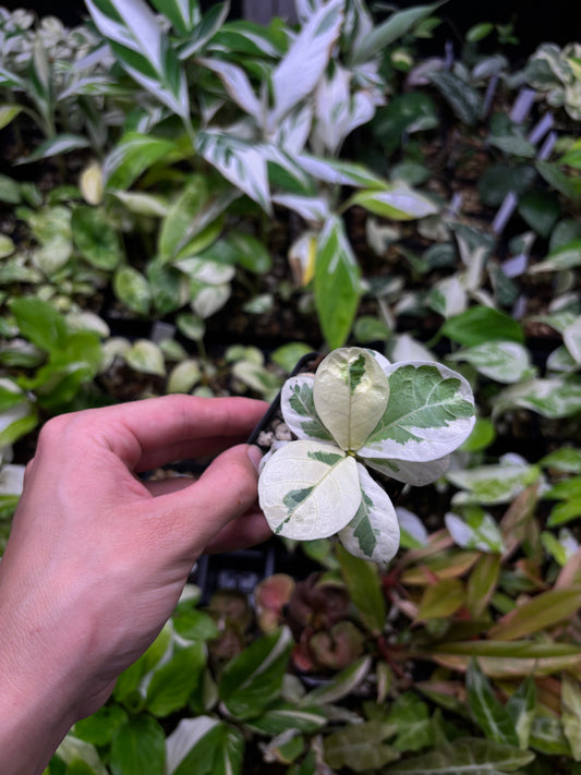 Fiddle leaf fix variegated 3” pot growers choice