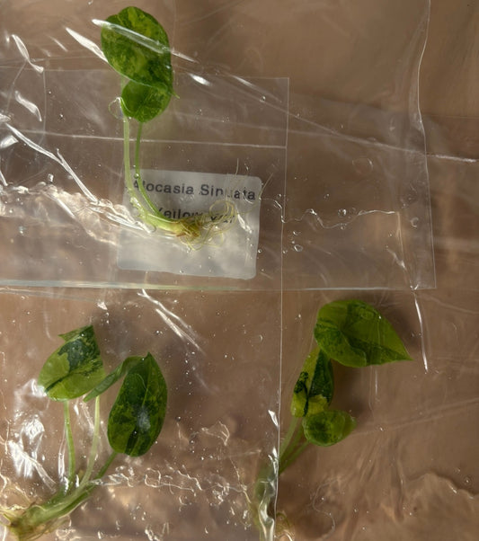 Alocasia Sinuata aurea variegated yellow- ships in 3-4 weeks growers choice rare tissue culture