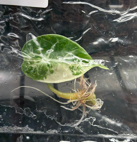 Alocasia Watsonia doff pink variegated - ships in 3-4 weeks growers choice rare tissue culture